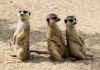 Zoo Neuwied