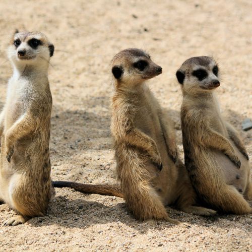 Zoo Neuwied
