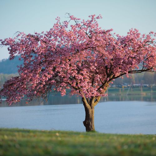 Engerser See – Naturidylle direkt am Rhein